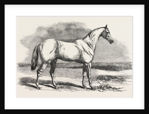 Tam O' Shanter, the Crack Racer of Buenos Ayres by Anonymous