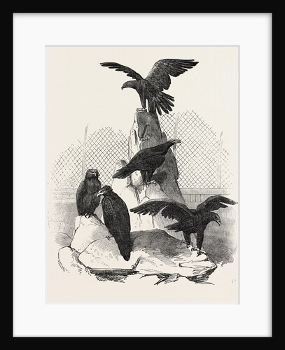 Australian Eagles in the Menagerie of the Zoological Society, Regent's Park, London by Anonymous