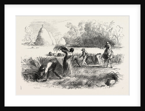 Harvest in France: Reaping by Anonymous