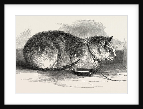 Tortoiseshell Tom Cat by Anonymous