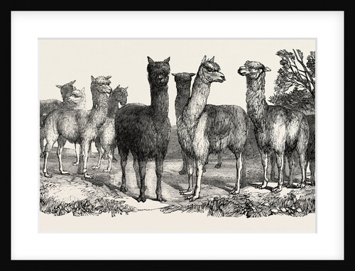 Alpacas, in the Knowsley Menagerie by Anonymous