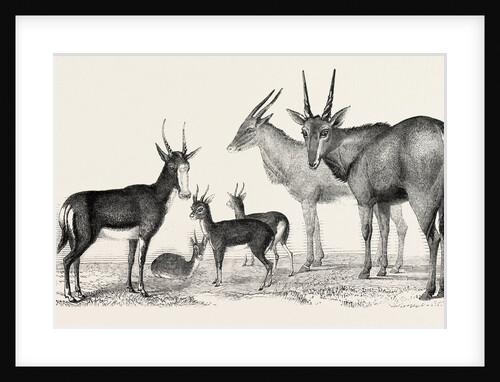 The Earl of Derby's Menagerie, at Knowsley, UK: Boute Bok, Gazelles, Male and Female Elands by Anonymous