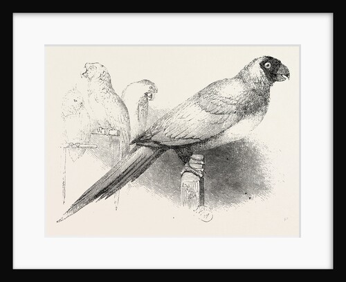 The Earl of Derby's Menagerie, at Knowsley, UK: Masked Parrot by Anonymous