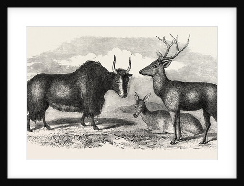 Sale of the Knowsley Menagerie: Yak and Bara Singha Deer (Male and Female) by Anonymous