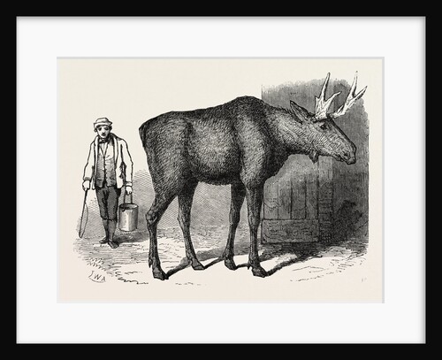 Sale of the Knowsley Menagerie: Elk by Anonymous