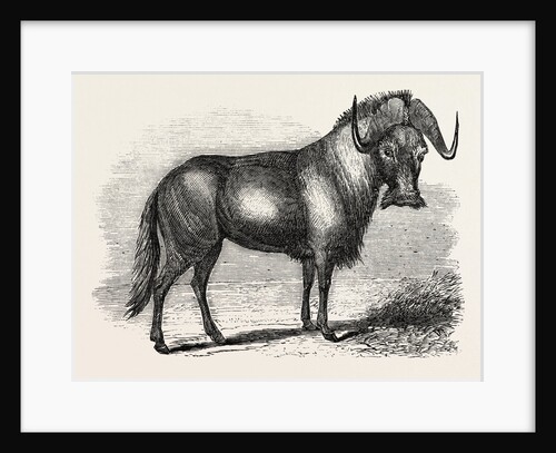 Sale of the Knowsley Menagerie: Gnu by Anonymous