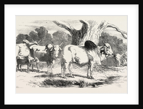 Sale of the Knowsley Menagerie: Brahmin Bull, Cows, Heifer, and Calf by Anonymous