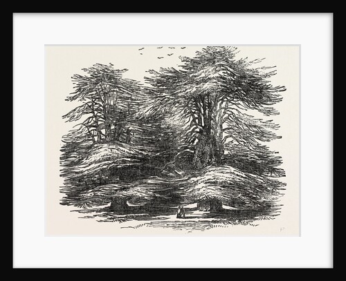 Cedars, at Chorley Wood House, Hertfordshire by Anonymous