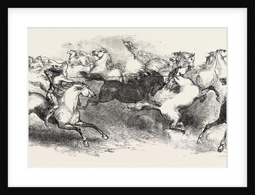 Mr. Eaton Stone's Capture of the Wild Horse of the Prairie by Anonymous