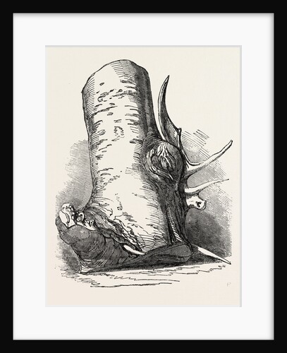 Horn of Deer Found in a Beech Tree in Canada West by Anonymous