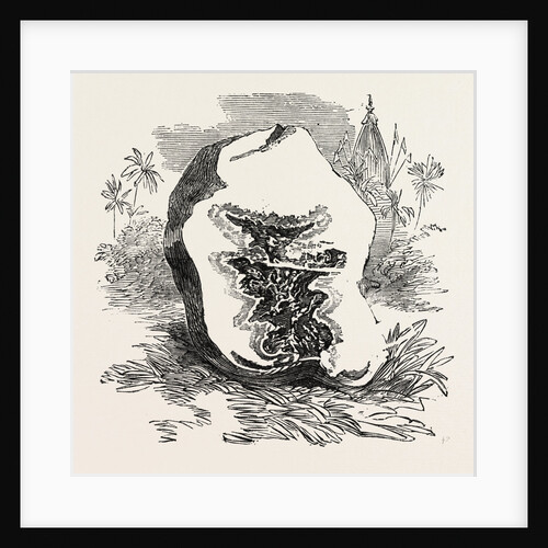 Section of Darjeeling Potato Affected with the Rot by Anonymous