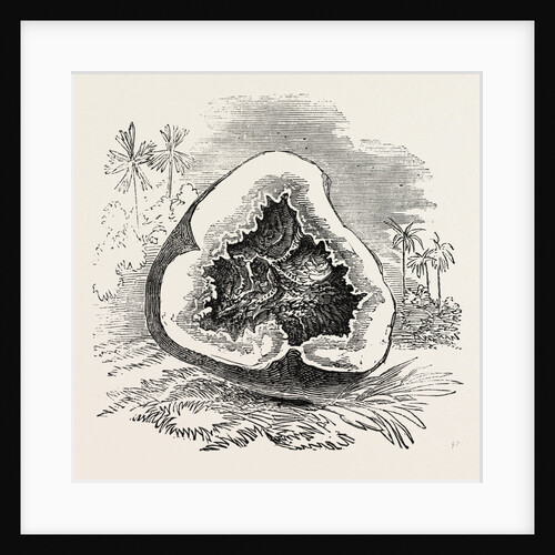 Section of Darjeeling Potato Affected with the Rot by Anonymous