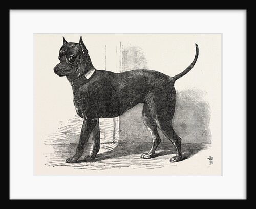 Terrier (Life-Size), in the Great Exhibition, London by Anonymous