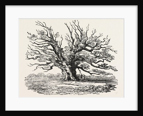 The Fairlop Oak in Hainault Forest, Sixty Years Since by Anonymous