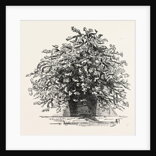 Epiphyllum in Flower at South Lambeth, London by Anonymous