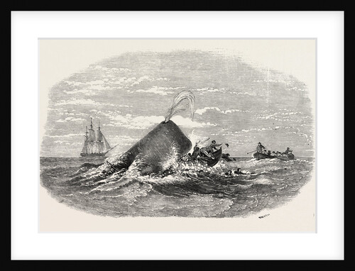 Destruction of the Larboard Boat of the Ann Alexander, by a Sperm Whale, in the South Pacific by Anonymous