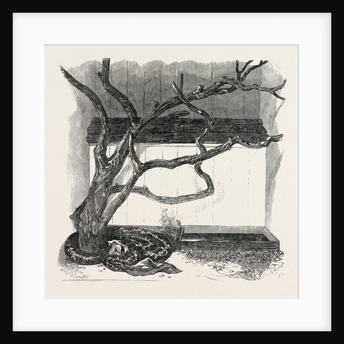 The Boa Constrictor Swallowing the Wrapper, in the Menagerie of the Zoological Society by Anonymous