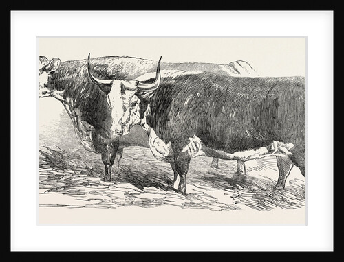 Smithfield Club Prize Cattle: Mr. Joseph Gillett's Durham, or Short-Horned Cow, and Mr. Joseph Phillips's Hereford Steer by Anonymous