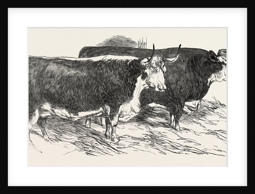 Smithfield Club Prize Cattle: Prince Albert's Hereford Ox and Mr. William Heath's Hereford Ox by Anonymous