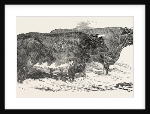 Smithfield Club Prize Cattle: Mr. Druce' Short-Horned and Hereford Heifer, and the Earl of Leicester's Pure North Devon Ox by Anonymous