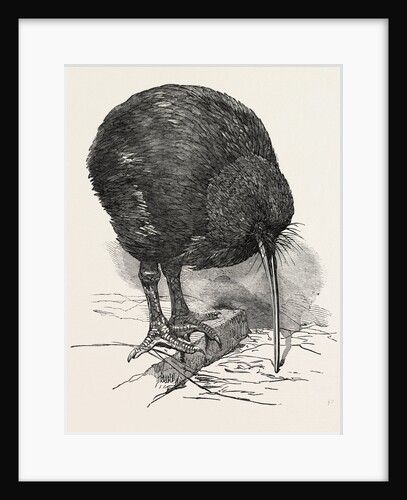 Apteryx in the Gardens of the Zoological Society, Regent's Park, London by Anonymous