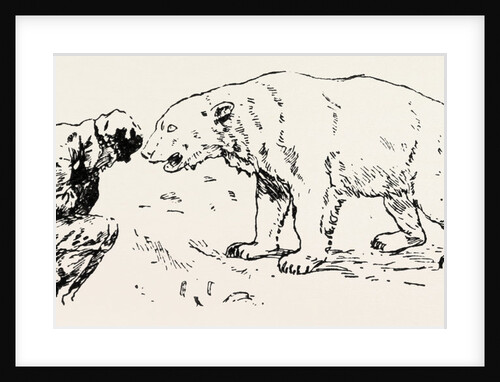 An Encounter with an Polar Bear by Anonymous