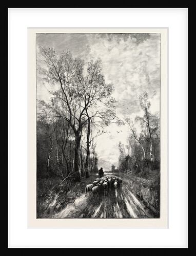 Sheep on the Homeward Way by Anonymous