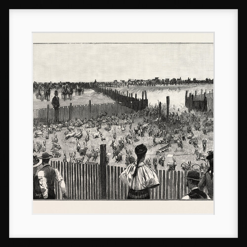 Driving Jack-Rabbits Into a Corral, Fresno, California, United States of America by Anonymous