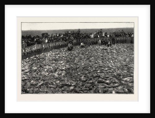 Result of a Day's Rabbit-Drive, Fresno, California, United States of America by Anonymous
