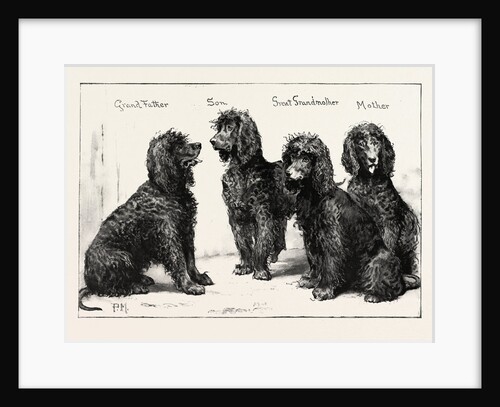 The Kennel Club Show at the Agricultural Hall: A Successful Family of Irish Water-Spaniels, UK by Anonymous