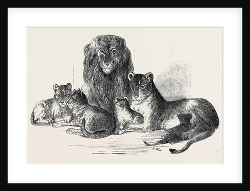 Family of Lions in the Gardens of the Clifton and Bristol Zoological Society by Anonymous