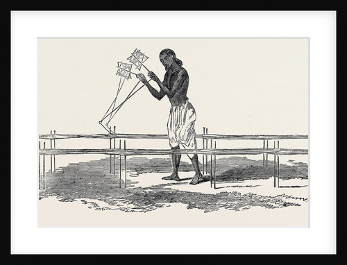 Indian Cotton, the Webs of Dacca: Warping. by Anonymous