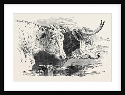 Smithfield Club Prize Cattle Show: Short Horns, Class 12 by Anonymous