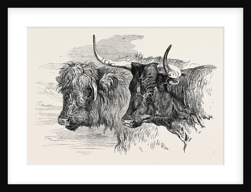 Smithfield Club Prize Cattle Show: Scotch, Class 13 by Anonymous