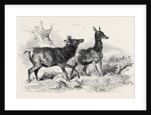The Royal Stags, Woodman and Farmer's Glory by Anonymous