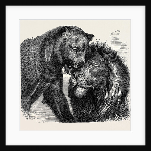 The Kiss of Peace, Zoological Gardens by Anonymous