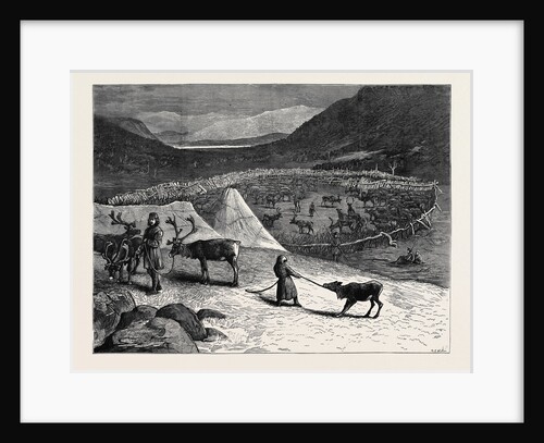 A Pen of Reindeer by Anonymous