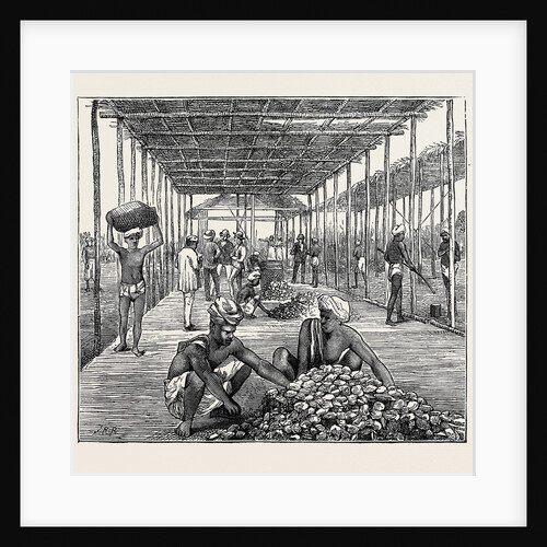 The Ceylon Pearl Fishery, the Government Kottoo by Anonymous