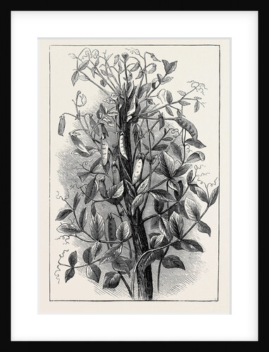 The Andersonian Mummy Pea by Anonymous