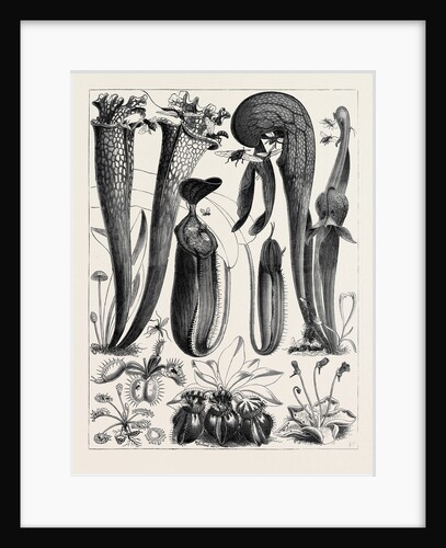 Carnivorous Plants in the Royal Botanic Gardens, Kew, London by Anonymous