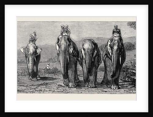 Elephant Hunting in Ceylon: Removal of Captive Elephant by Anonymous