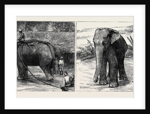 Elephant Hunting in Ceylon: A Tame Elephant Dragging Timber, A Sacred Elephant and His Keeper by Anonymous