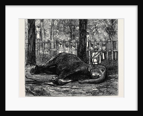 Elephant Hunting in Ceylon: Cow Elephant Secured in Corral by Anonymous
