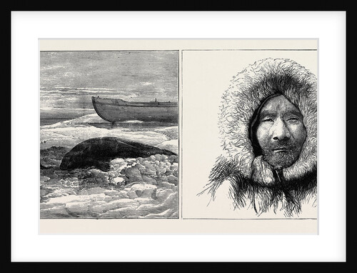 The Austrian Polar Expedition: Dead Seals on the Ice, A Samoiede Pilot by Anonymous