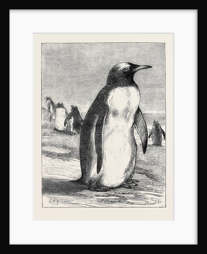 The Penguin from the Falkland Isles Recently Placed in the Zoological Gardens by Anonymous