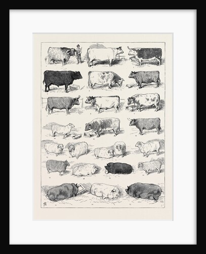 The Cattle Show at Islington, Some of the Prize Winners by Anonymous