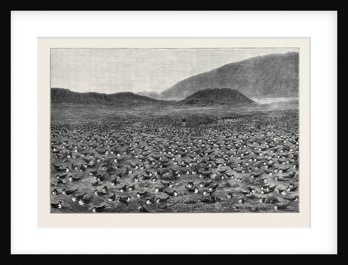 Wideawakes Hatching Their Eggs at Ascension Island by Anonymous