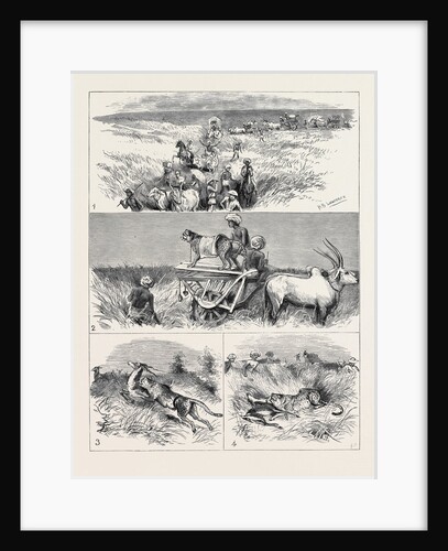 India, Hunting Black Buck with the Cheetah in Baroda by Anonymous
