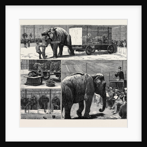 The Sale by Auction of Myers' Great American Circus and Hippodrome by Anonymous