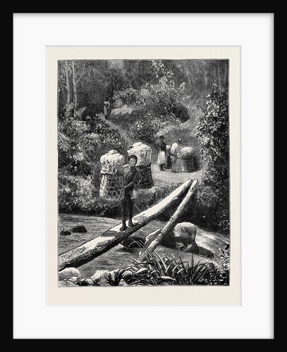 A Native Bridge, Madagascar by Anonymous